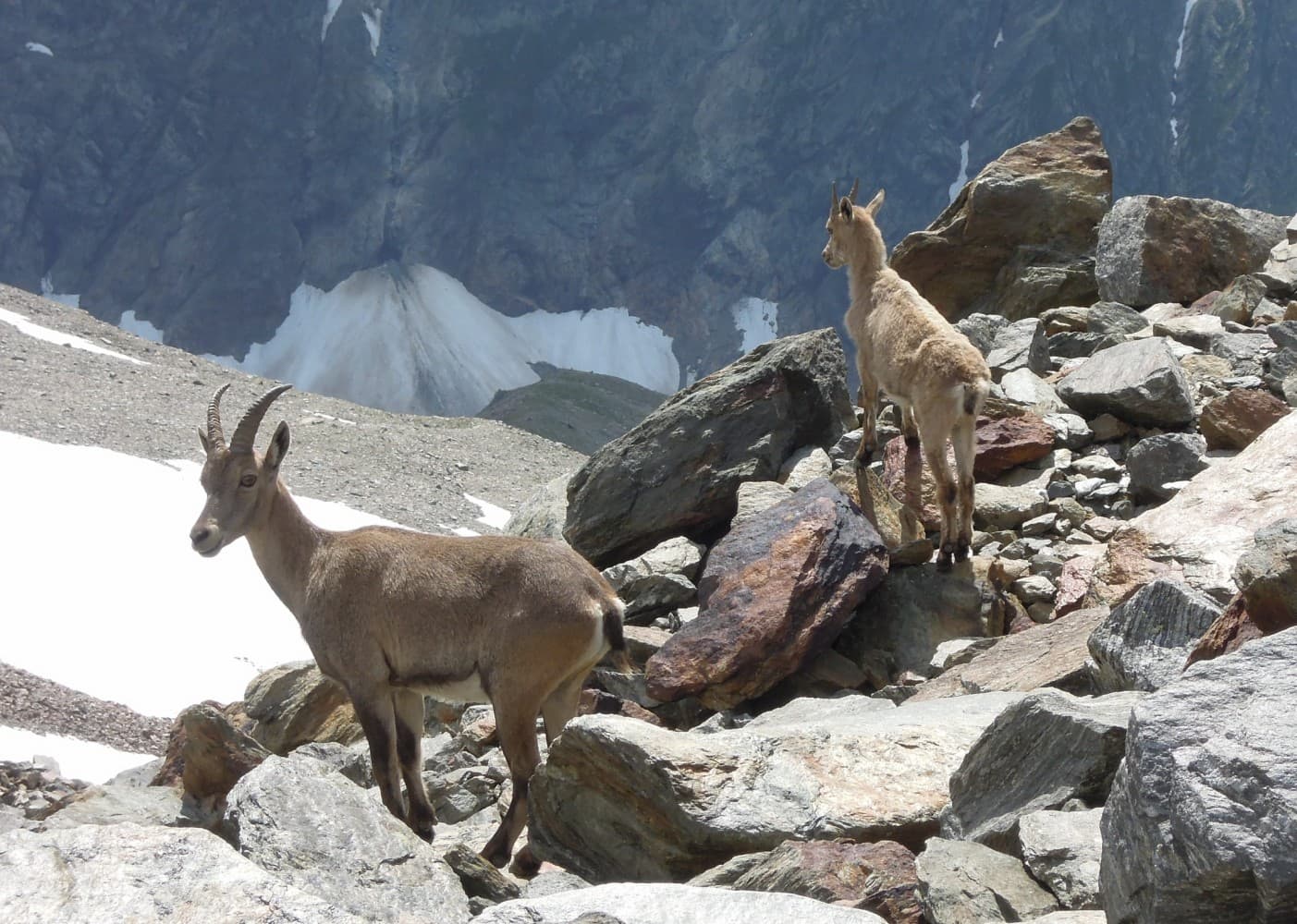 Une femelle bouquetin (étagne) et son petit dans les rochers.
