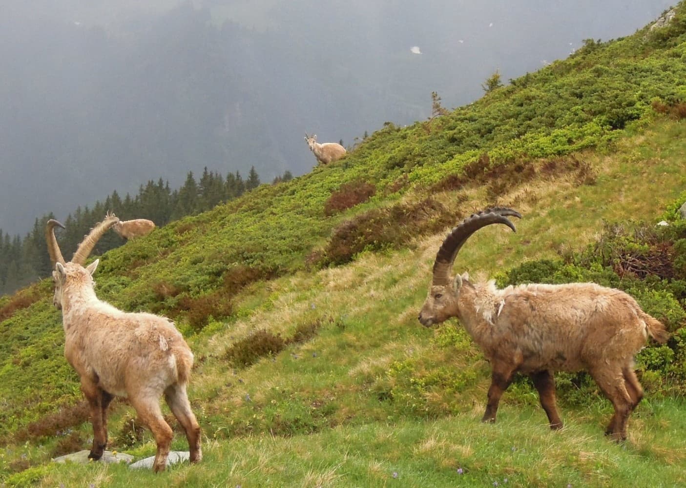 Groupe de bouquetins observés lors d'une sortie en montagne.