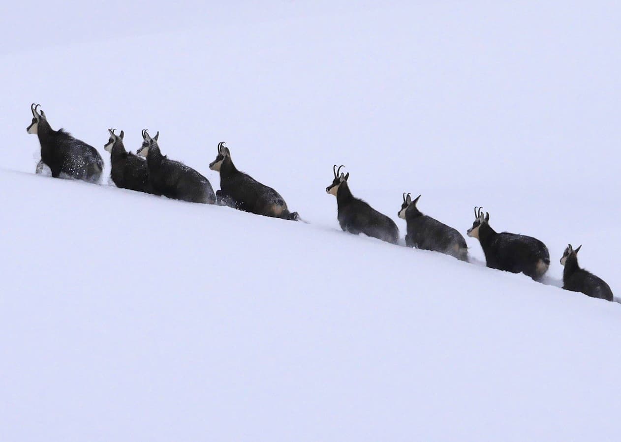 Un chamois sur les pentes herbeuses de la montagne.