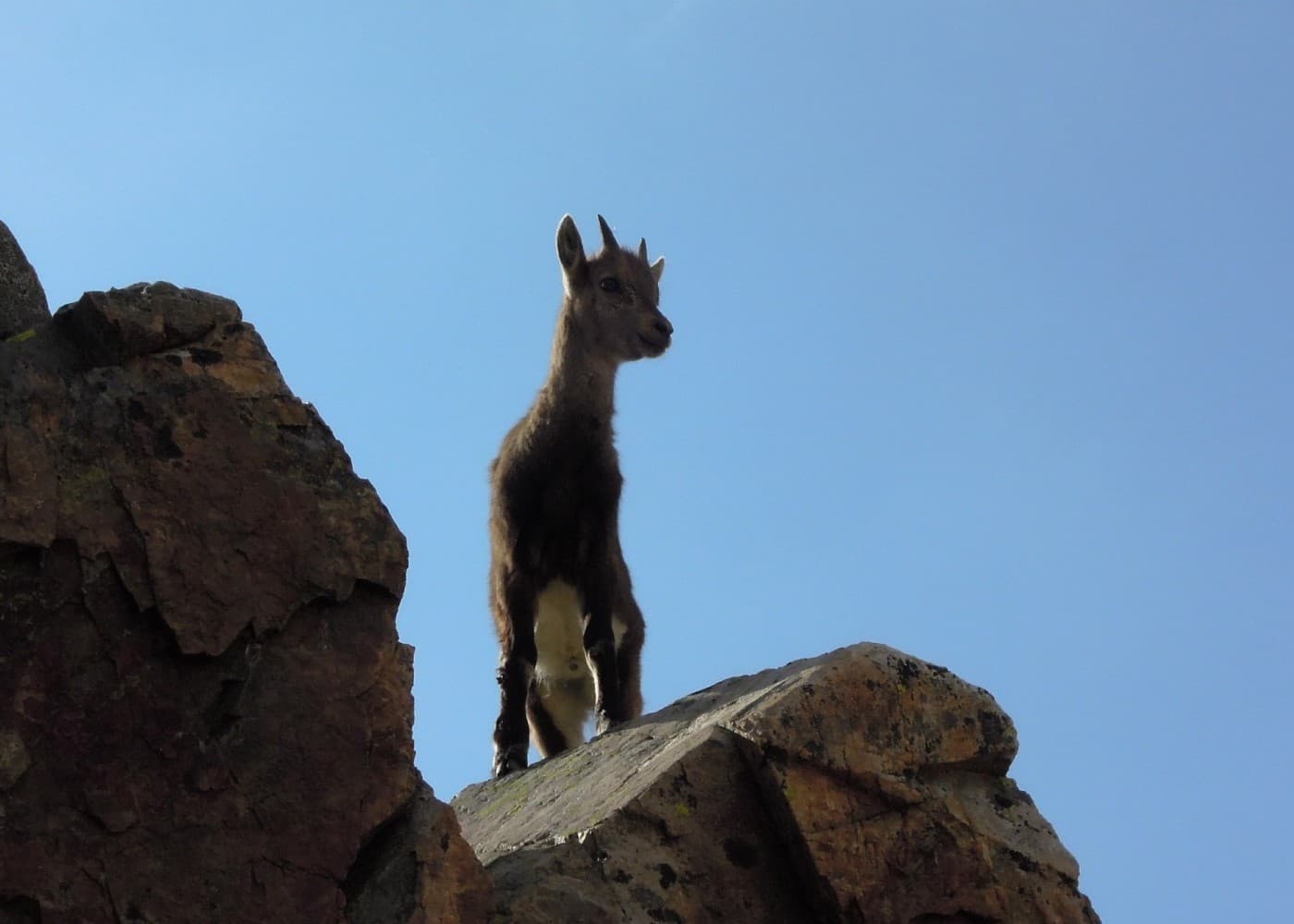 Un jeune bouquetin curieux, rencontre au détour d'un sentier.