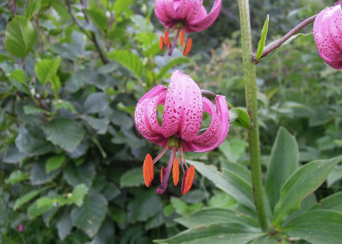 Un lys martagon en fleur, joyau de la flore de montagne.
