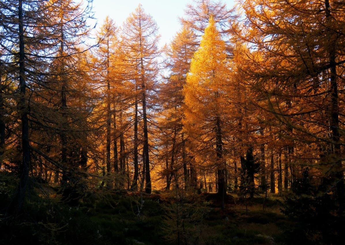 Mélèzes dorés à l'automne sur les pentes de la montagne.