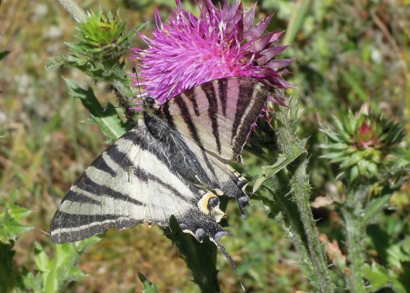 Un papillon machaon posé sur une fleur de montagne.