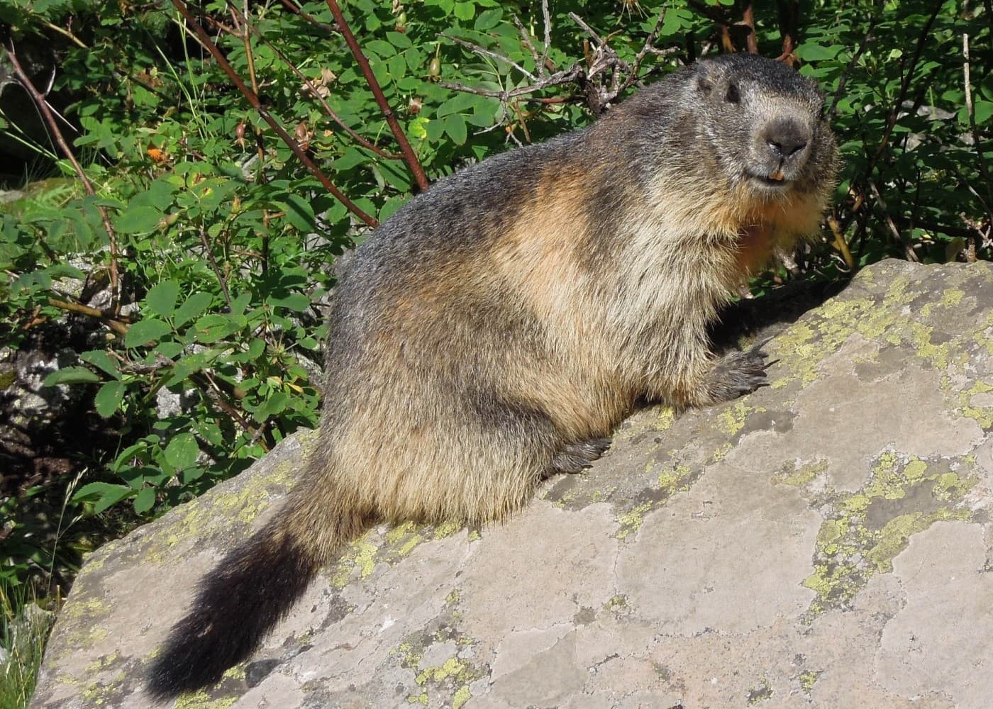 Une marmotte guettant aux abords de son terrier.