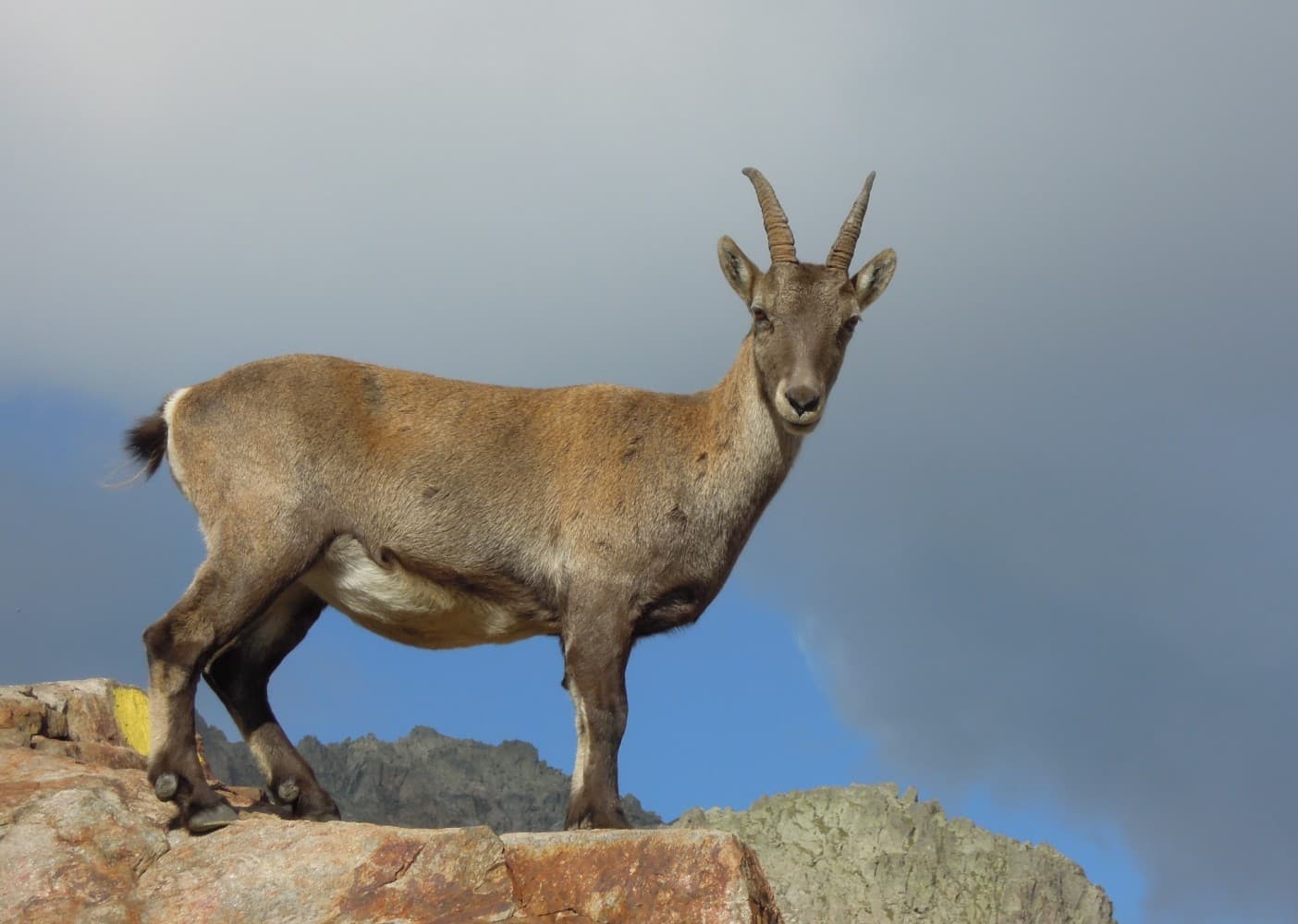Une étagne, femelle du bouquetin, sur un promontoire rocheux.